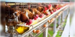 Read more about - Chicken Price | মুরগির মাংস আর ডিমের দাম কমছে হু হু করে, বার্ড ফ্লুর প্রকোপ নাকি শুধুই আতঙ্ক?