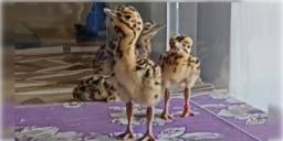 Read more about - Great Indian Bustard | বিরল প্রজাতির পাখির নাম দেওয়া হলো ‘সিঁদুর’-‘সোফিয়া’ এবং ‘ব্যোম’!