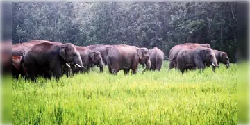 Read more about - Dooars Elephant । হাতির দলের তান্ডবে চা বাগান ছেড়ে পালালো ডুয়ার্সের চা শ্রমিকেরা