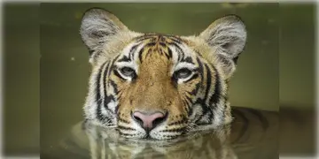 Read more about - Purulia Tiger | পুরুলিয়ায় এখনো অধরা বাঘমামা, কাজে আসলো না ট্র্যাপ ক্যামেরা! আতঙ্কে গ্রামবাসী
