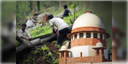 Read more about - Supreme Court | গাছ কাটা নরহত্যার চেয়েও খারাপ ! বেআইনিভাবে গাছ কাটলে কোনও ক্ষমা নয়, বার্তা সুপ্রিম কোর্টের