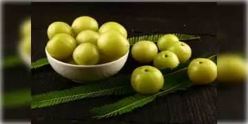 Read more about - শীতকালে আমরা অনেকেই আমলকী খেতে বেশ পছন্দ করি, এই আমলকীর মধ্যেই রয়েছে কিছু বিস্ময়কর গুণাগুণ
