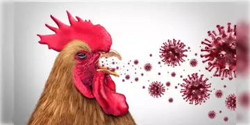 Read more about - Bird Flu | ন’দিনের ব্যবধানে রাজ্যের ভিন্ন ভিন্ন এলাকায় বার্ড ফ্লু পজেটিভ ৬ শিশু