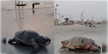 Read more about - Gangasagar । গঙ্গাসাগরের পড়ে আছে বিরল অলিভ রিডল কচ্ছপের মৃতদেহ, হতবাক তীর্থযাত্রীরা