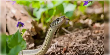 Read more about - Snake Repellent Plants | বর্ষাকালে বাড়িতে সাপের আতঙ্ক? এই গাছগুলি লাগালেই ধারের কাছেই আসবে না সাপ!