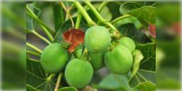 Read more about - Biodiesel Plant | ভবিষ্যতে জ্বালানির জন্য ভরসা ' বায়োডিজেল উদ্ভিদ'! ফলের বীজ থেকেই তৈরি করা সম্ভব বায়োডিজেল!