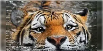 Read more about - Tiger । ঝাড়গ্রামে ফের বাঘমামার ভয়, বেলপাহাড়িতে হেঁটে বেড়াচ্ছেন দক্ষিণরায়, আতঙ্কে স্থানীয়রা