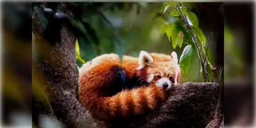 Read more about - Padmaja Naidu Zoo | পৃথিবীর সেরা Conservation Project হিসেবে মনোনীত দার্জিলিংয়ের পদ্মজা নাইডু চিড়িয়াখানা