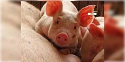 Read more about - আফ্রিকান সোয়াইন ফ্লু'র কোপে মিজোরামে মৃত ১০ হাজার শুয়োর, প্রায় ১১৭ কোটি টাকার লোকসান!