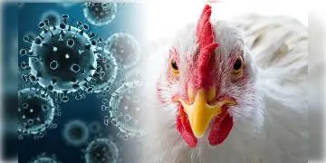 Read more about - কোভিড 19-এর পর এবার বার্ড ফ্লু নিয়ে চিন্তায় বিশেষজ্ঞরা , উঠে এল চাঞ্চল্যকর তথ্য