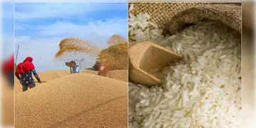Read more about - Rice and Wheat Price ।  বাজারমূল্য থেকে সস্তায় চাল-গম বিক্রি করার সিদ্ধান্ত কেন্দ্র সরকারের!