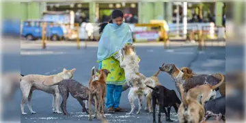 Read more about - Dog Feeding | পথ কুকুরদের খাবার দেন? মেনে চলতে হবে এই নিয়ম! হাইকোর্টে SOP দিলো রাজ্য সরকার