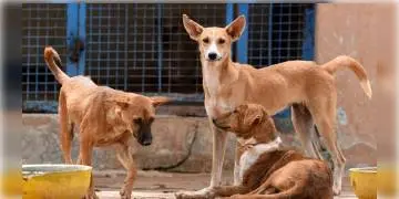 Read more about - কুকুরকে বেধড়ক মারধর তারপর স্কুটারে বেঁধে টেনে নিয়ে যাওয়ার অভিযোগ গুজরাতের এক তরুণের বিরুদ্ধে