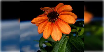 Read more about - Flower Bloomed In Space | মহাকাশে ফুটলো প্রথম ফুল! 'শূন্যে' খাদ্যশস্য উৎপাদনে নতুন আশা নাসার!
