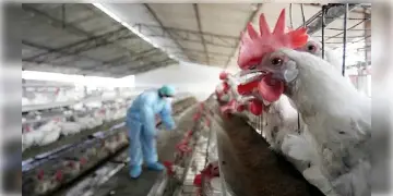Read more about - H9N2 Bird Flu । পশ্চিমবঙ্গে শিশুর শরীরে মিললো H9N2 ভাইরাস!