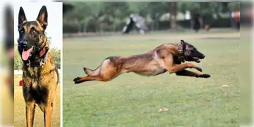 Read more about - Army Dog Phantom | জম্মু কাশ্মীরে জঙ্গিদমন অভিযানে কর্তব্যরত অবস্থায় মৃত্যু সেনার কুকুর ফ্যান্টমের