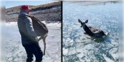 Read more about - বরফের হ্রদ থেকে উদ্ধার হরিণ শাবক, সম্প্রতি সোশ্যাল মিডিয়ায় ভাইরাল উদ্ধারকার্যের ভিডিও