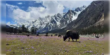 Read more about - North Sikkim | ভ্রমণ পিপাসুদের জন্য সুখবর!  ডিসেম্বর থেকেই খুলে যাবে উত্তর সিকিমের এই জেলা