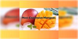 Read more about - Most Expensive Mango | একটি আমের দাম ১২০০ টাকা! এই বিশেষ প্রজাতির আমের গাছ রয়েছে মাত্র ৩টি! বিশ্বের সবচেয়ে দামি আমের মধ্যে ২টিই ভারতের!