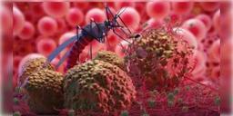 Read more about - চীনকে সম্পূর্ণ ম্যালেরিয়া মুক্ত ঘোষণা করল হু, ট্যুইট সোশ্যাল মিডিয়ায়