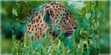 Read more about - Leopard । লেপার্ড আতঙ্কে আলিপুরদুয়ারের কুমারগ্রামে, ভয়ে ঘরবন্দি স্থানীয়রা