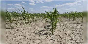 Read more about - Weather West Bengal | ১২৪ বছরে দক্ষিণবঙ্গে তৃতীয় শুষ্কতম জুন! চিন্তার ভাঁজ চাষিদের কপালে!