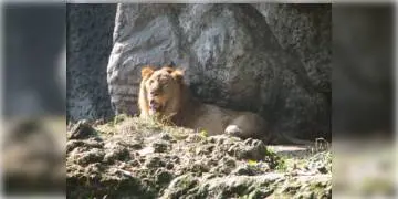 Read more about - আলিপুর চিড়িয়াখানায় সিংহের হানায় জখম ১ ব্যক্তি