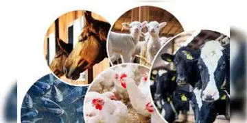 Read more about - Cattle Census | রাজ্যে বাড়ছে পোল্ট্রির সংখ্যা, এদিকে গবাদি পশু কমেছে ৪০ লক্ষ! উদ্বেগে প্রাণীসম্পদ বিকাশ দফতর