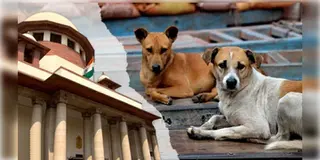 Read more about - Supreme Court | দিল্লির রাস্তা থেকে উৎখাত পথ কুকুর! বাধা দিলে পদক্ষেপ নেবে সুপ্রিম কোর্ট!