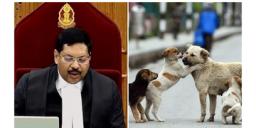 Read more about - Stray Dog Case | 'বিষয়টি খতিয়ে দেখা হবে', দিল্লির পথকুকুরদের নিয়ে বিতর্কের মাঝে বড় মন্তব্য সুপ্রিম কোর্টের প্রধান বিচারপতির!