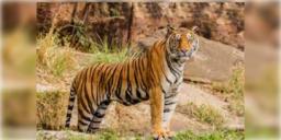 Read more about - Tigress । বাঘিনী রিটার্ন'স? জিনাত ঘরে ফিরতেই ঝাড়খণ্ডে চোখ রাঙাচ্ছে রয়েল বেঙ্গল টাইগ্রেস