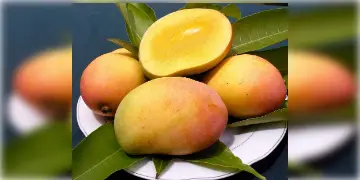Read more about - Malda mango | আমগাছে দেওয়া যাবে না কার্বাইড, না মানলে মিলবে শাস্তি, অসাধু ব্যবসায়ীদের সতর্ক করলো জেলা প্রশাসন