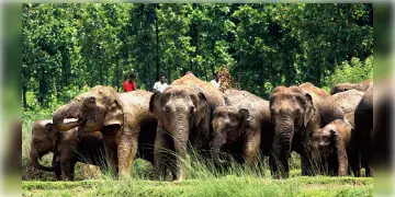 Read more about - Forest Department | হাতি শুমারি-তে মাথায় হাত বনদপ্তরের, উধাও প্রায় সাড়ে সাত হাজার হাতি!
