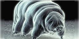 Read more about - টার্ডিগ্রেড জীব জগতে এক বিস্ময়! ফের মহাকাশে যাত্রা করতে চলেছে জল ভালুকেরা