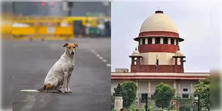Read more about - Stray Dog Case | 'পথ কুকুরদের মেরে ফেলার কথা কেউ বলছে না, কিন্তু..', পথ কুকুর বিতর্কে রায়দান স্থগিত রাখল শীর্ষ আদালত!