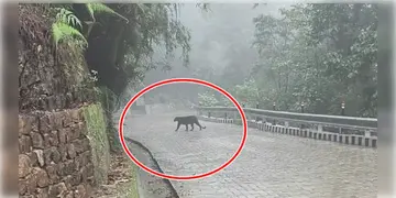 Read more about - Black Panther | সিঙ্গালিলা জাতীয় উদ্যোনের কাছে দেখা মিললো ব্ল্যাক প্যান্থারের!