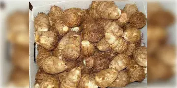 Read more about - শীতকালের ডায়েটে কচু রাখুন; সুস্থ থাকবে শরীর