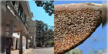 Read more about - Kerala | জেলাশাসক অফিসে বোমাতঙ্ক, পুলিশি তল্লাশি করতে গিয়ে মৌমাছির কামড়ে আহত অন্তত ৭০