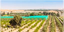 Read more about - Afforestation in UAE | কৃত্রিম উপায় ব্যবহার করে পাহাড়-মরুভূমিতে সবুজ বনায়নে শ্যামল হয়ে উঠছে মধ্যপ্রাচ্যের মরুদেশ আরব আমিরশাহি!