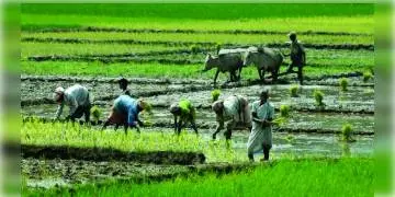 Read more about - চাষীদের ৪০ লাখ টাকা মেটাতে না পারায় মধ্য প্রদেশে নিলামে উঠল ব্যবসায়ীর বাড়ি ।