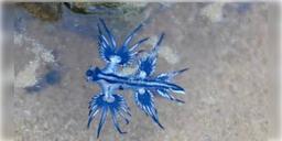 Read more about - নীল ড্রাগনের হদিশ পাওয়া গেল দক্ষিণ আফ্রিকার সমুদ্র সৈকতে, হতবাক স্থানীয়রা।