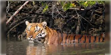 Read more about - ইয়াস-এর জেরে কুলতলিতে বাঘের হানা, খবর পেয়ে পৌঁছেছে বনকর্মীরা