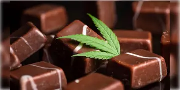 Read more about - Drug Chocolate | ‘চকোলেটে’র নামে নেশার বিষ!  মাদক মিশ্রিত চকোলেট চক্রের শিকার যুব সমাজ