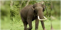 Read more about - ঝাড়খণ্ডে দল থেকে বিতাড়িত হয়ে মাত্র ২ মাসে ১৬ জনকে পিষে মারল মত্ত হাতি