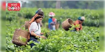 Read more about - রাজ্যে বিধানসভা নির্বাচন, তার আগেই চা শ্রমিকদের কল্যাণে অর্থ বরাদ্দ কেন্দ্রের