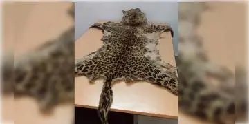 Read more about - ডব্লিউসিসিবি-এর সাহায্যে  শহরের বুকে টালিগঞ্জে চিতাবাঘের চামড়া বিক্রি করতে গিয়ে ধৃত ২!