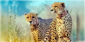 Read more about - Kuno National Park | কুনো জাতীয় উদ্যানে নয়া আকর্ষণ! ছাড়া হলো আরও পাঁচটি চিতা বাঘ!