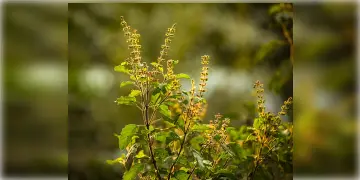 Read more about - Tulsi Anti-aging Toner: তুলসি অ্যান্টি এজিং টোনার দিয়ে আপনার ত্বকের যত্ন নিন