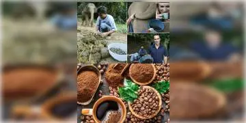 Read more about - দাম আকাশছোঁয়া, হাতির প্রাতঃক্রিয়া থেকে তৈরি হয় বিশ্বের সুস্বাদু ও দামী কফি