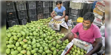 Read more about - Mango Sell | চাহিদার থেকে ফলন বেশি! হিমসাগর - চন্দনখোসা খাচ্ছে গরু! মাথায় হাত আম চাষীদের!
